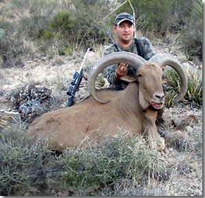 New SCI #5 Shot 11-1-2011 , Free Range Aoudad Sheep Hunting, Aoudad Sheep are one of the most challenging sheep species to hunt anywhere in the world. All Seasons Guide Service .